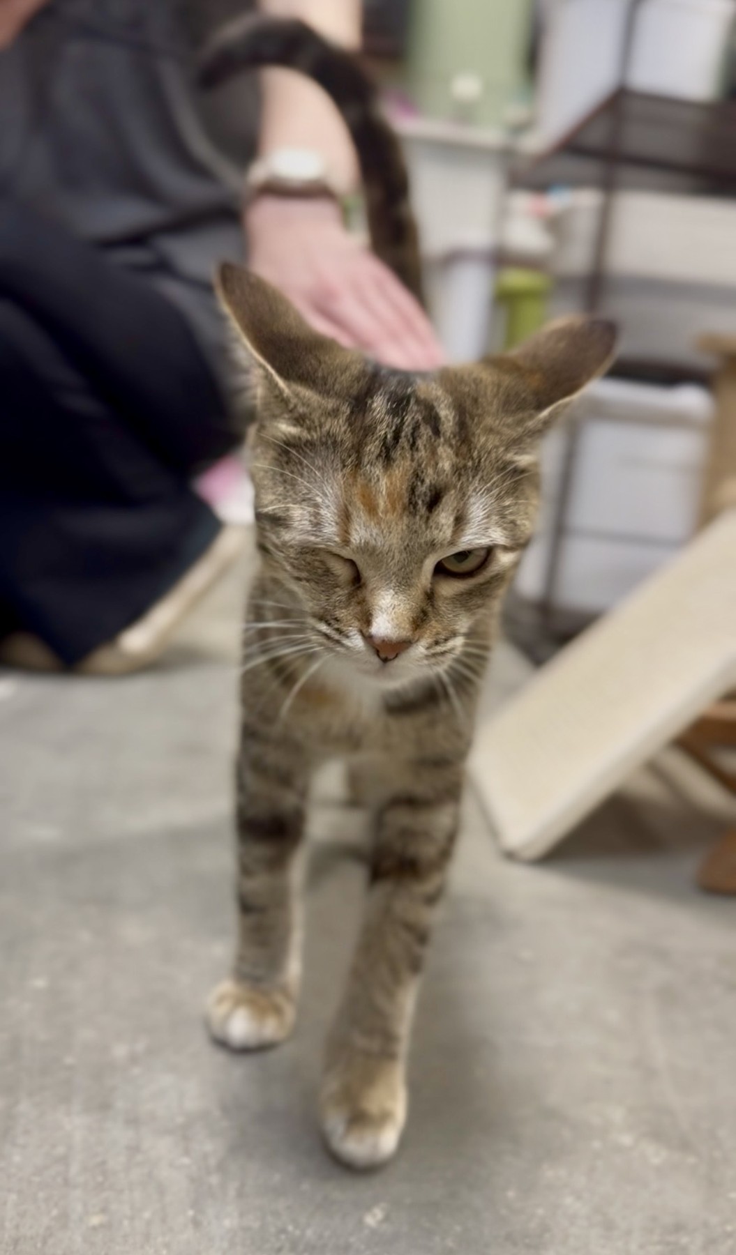 Cat documentary portrait 1