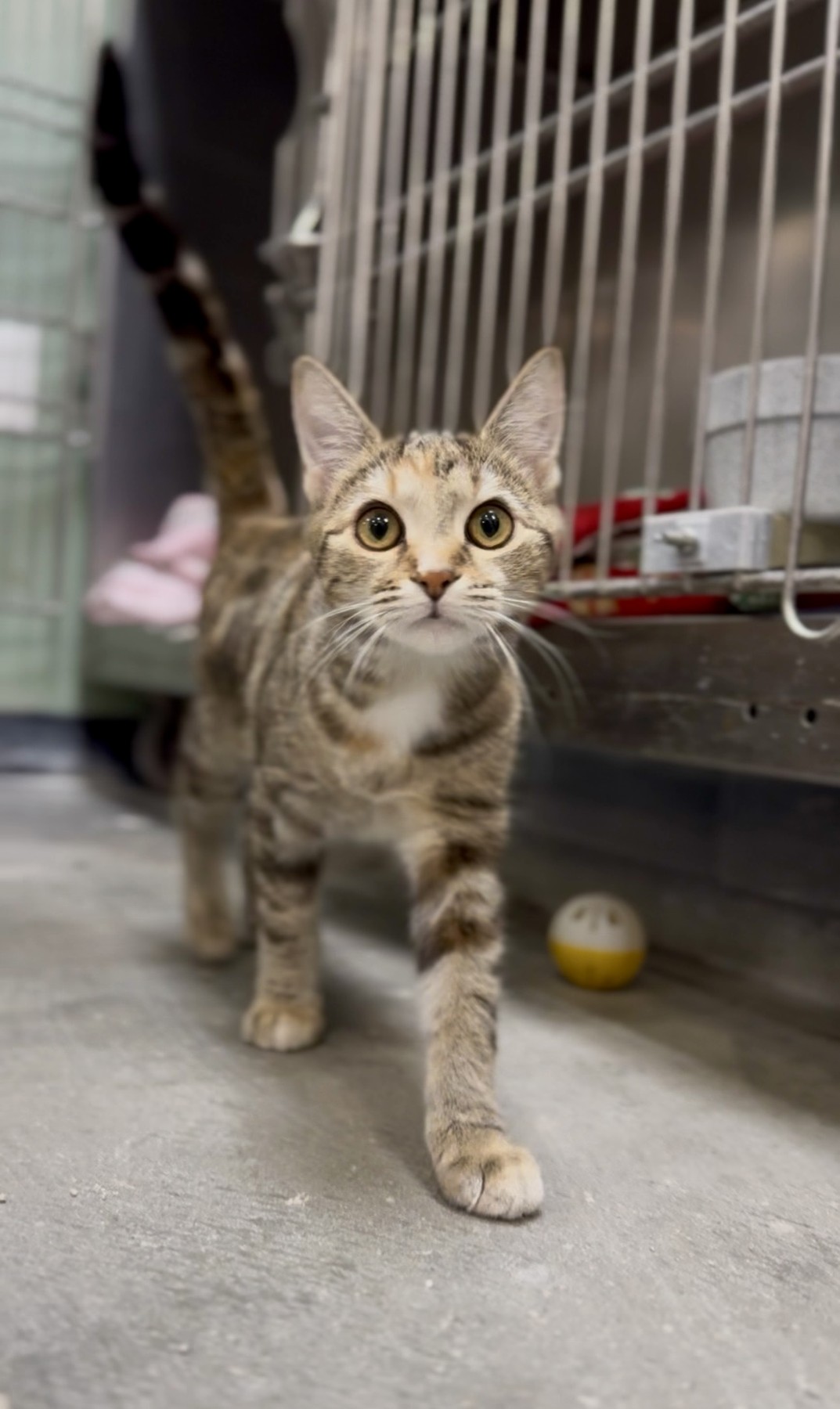 Cat documentary portrait 2